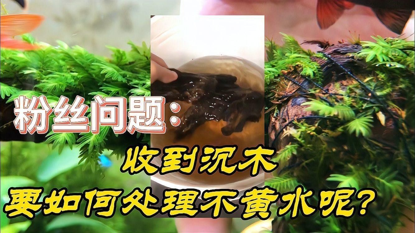 龍魚缸沉木造景圖