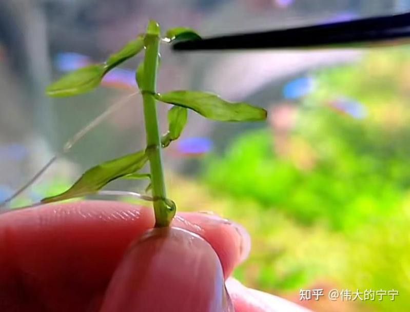 過背金龍魚缸水草多久換一次 過背金龍魚缸水草多久換一次 龍魚百科 第1張