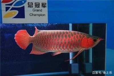 紅龍比賽冠軍價值高達300萬元嗶哩嗶哩：2017臺灣觀賞魚博覽會大紅龍魚錦標賽冠軍魚1100萬