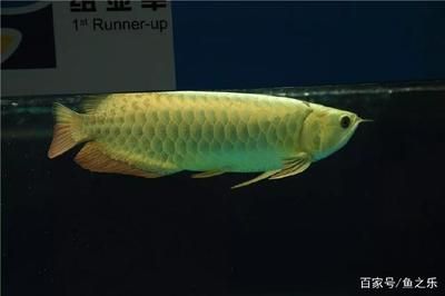 紅龍比賽冠軍價值高達300萬元嗶哩嗶哩：2017臺灣觀賞魚博覽會大紅龍魚錦標賽冠軍魚1100萬