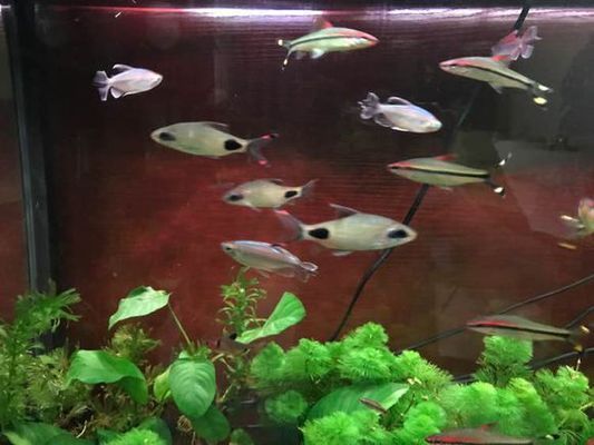 黑影道人魚適宜水溫范圍：黑影道人魚的適宜水溫范圍