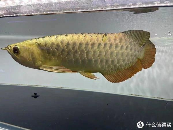 金龍魚幼魚多大開始發色，如何挑選優質金龍魚幼魚
