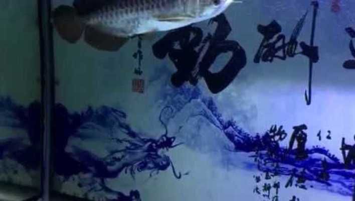 龍魚跳了幾次缸魚體來發現異常是不是外寄生蟲進食也不比從前基本不吃（龍魚跳缸和食欲下降的兩種情況可能與外寄生蟲有關）