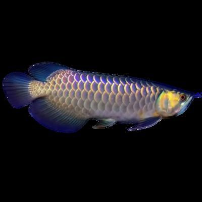 20公分 紅龍魚價(jià)格（20公分紅龍魚價(jià)格大概多少錢–手機(jī)愛問新浪愛問）