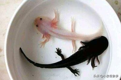 六角恐龍魚好嗎（六角恐龍魚是否可以作為家庭寵物？）