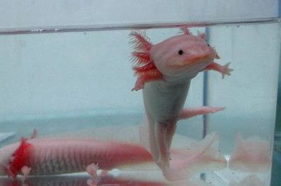 六角恐龍魚好嗎（六角恐龍魚是否可以作為家庭寵物？）