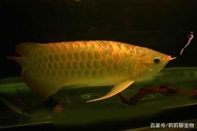 如何調理出龍魚好狀態的魚：龍魚最佳ph值調控技巧，龍魚混養適宜搭配指南，龍魚狀態不佳的急救方法