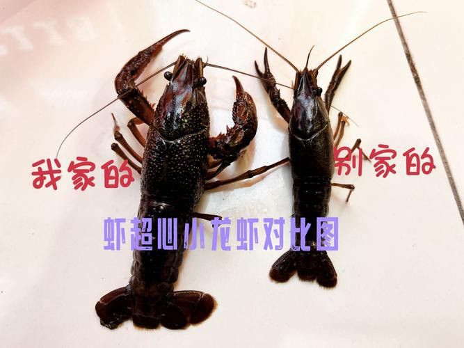 不同種類的龍蝦價格差異大嗎？
