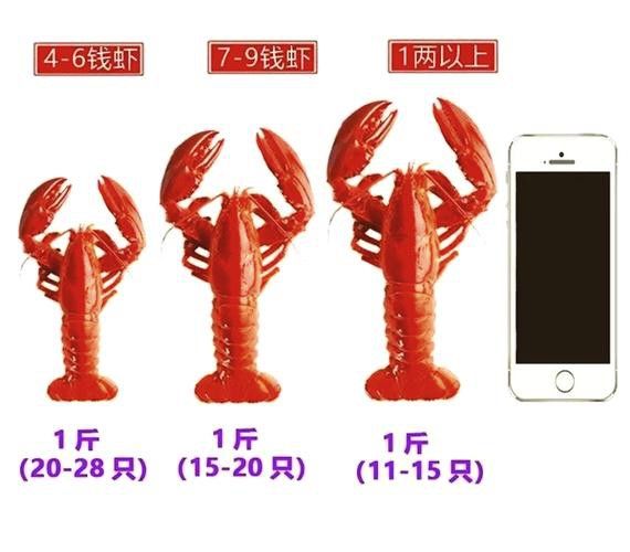 不同種類的龍蝦價格差異大嗎？