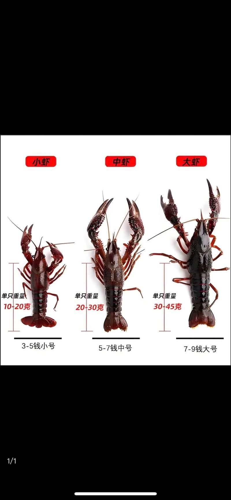 不同種類的龍蝦價格差異大嗎？