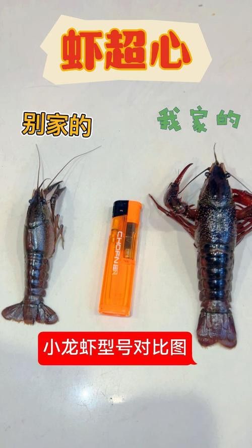 不同種類的龍蝦價格差異大嗎？