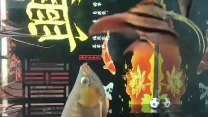 龍魚(yú)微微張嘴呼吸正常嗎為什么：龍魚(yú)微微張嘴呼吸并不一定表示存在問(wèn)題