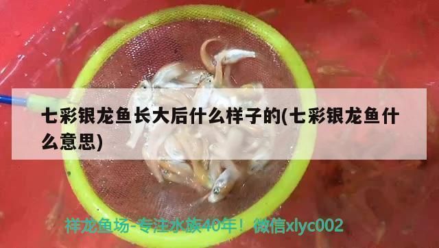 七彩銀龍魚能長多大，七彩銀龍魚在理想條件下可以長到超過1米，但飼料選擇指南