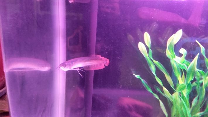 七彩銀龍魚能長多大，七彩銀龍魚在理想條件下可以長到超過1米，但飼料選擇指南