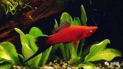 最常見(jiàn)觀賞魚(yú)的生命有多長(zhǎng)：常見(jiàn)的觀賞魚(yú)的壽命因種類而異，[需手動(dòng)填充]魚(yú)的壽命相對(duì)較短