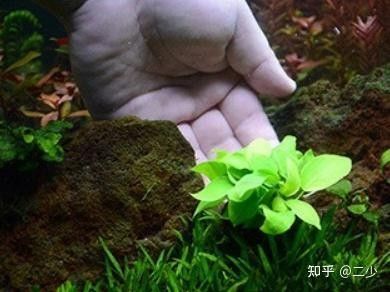 龍魚缸水草種植步驟