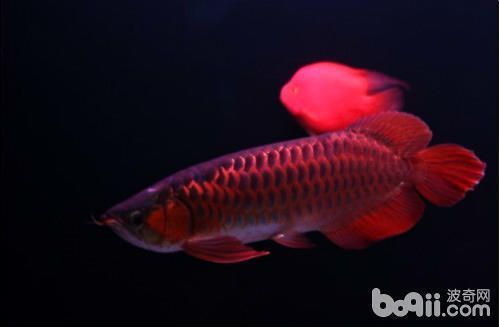紅龍魚價值（紅龍魚市場價格走勢）