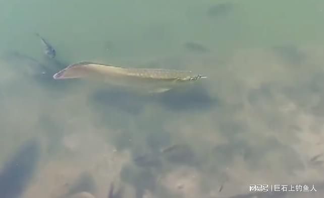 金龍魚能放生到河里嗎：金龍魚不適合放生到河里