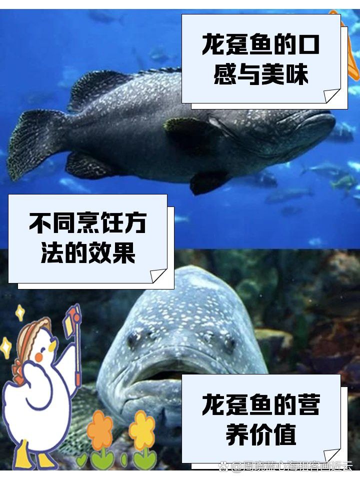 哪個平臺的龍躉魚評價最好？