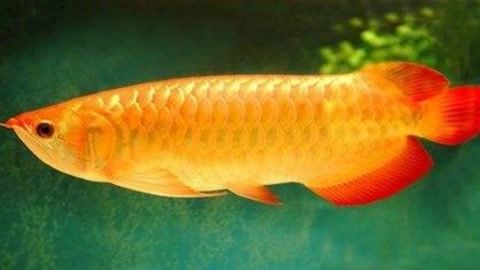 金龍魚尾鰭有白色疙瘩怎么回事：金龍魚尾部有白色疙瘩怎么回事 金龍魚尾鰭有白色疙瘩怎么回事：金龍魚尾部有白色疙瘩怎么回事 龍魚百科 第1張