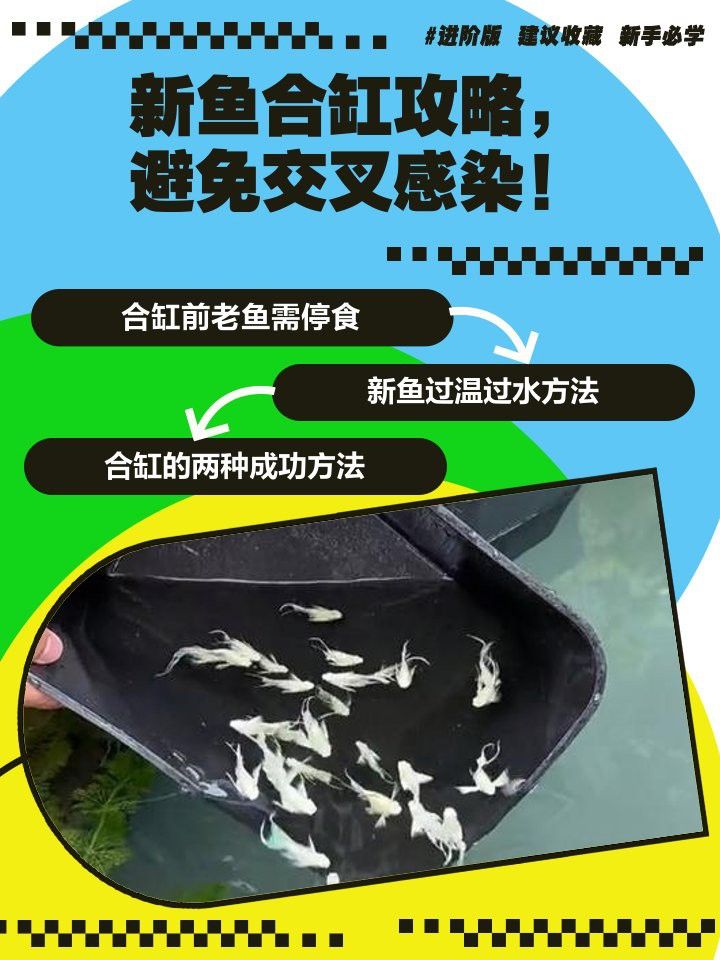 如何預防龍魚交叉感染？