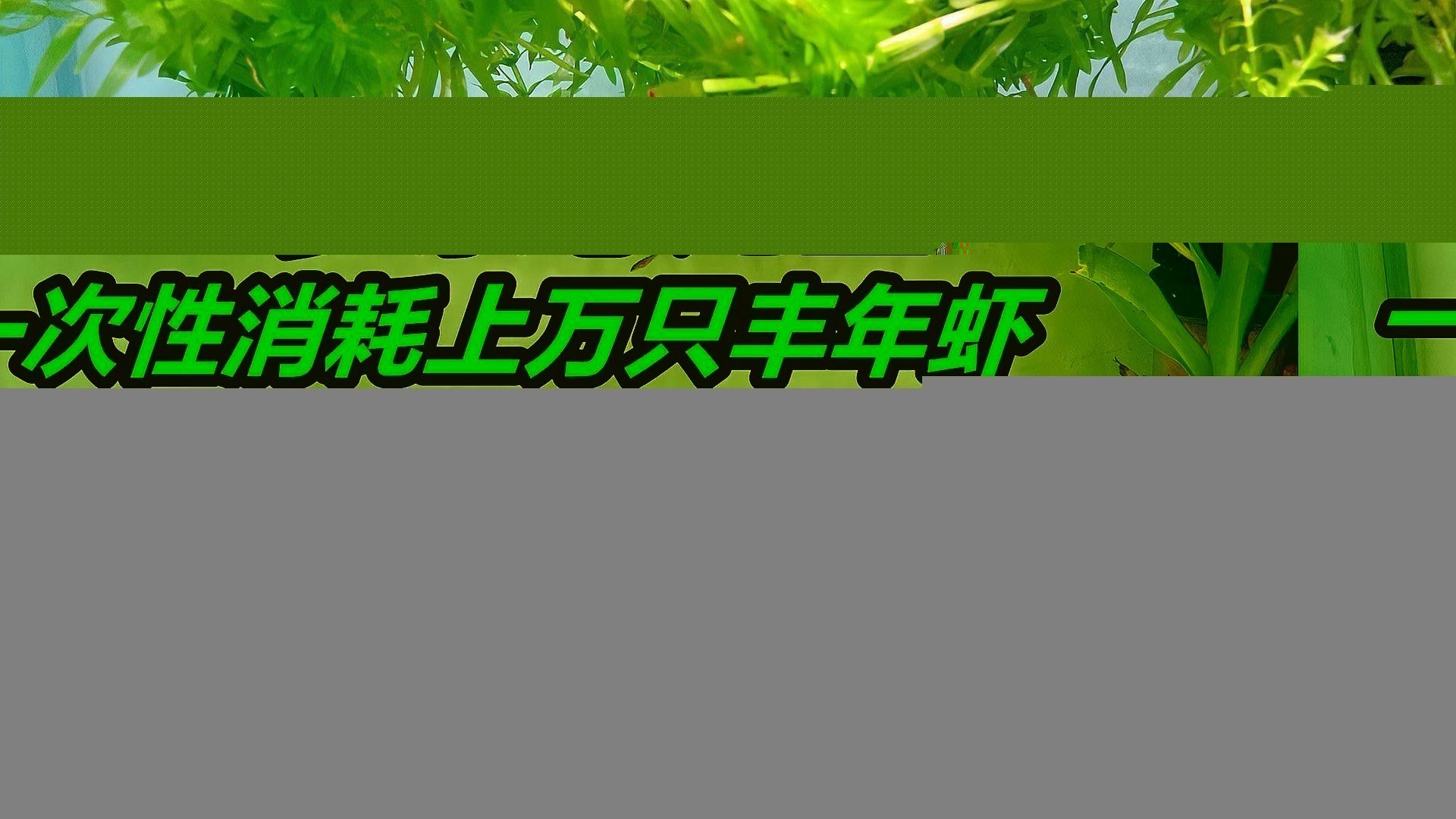 小恐龍魚吃什么開口的食物好