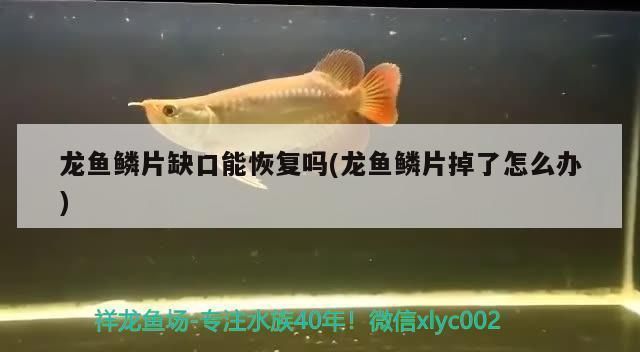 龍魚缸 造景：龍魚缸造景的方法 龍魚缸 造景：龍魚缸造景的方法 龍魚百科 第4張
