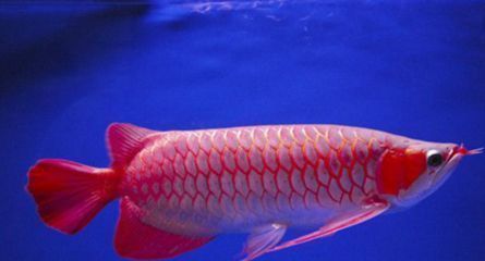 龍魚缸 造景：龍魚缸造景的方法 龍魚缸 造景：龍魚缸造景的方法 龍魚百科 第11張