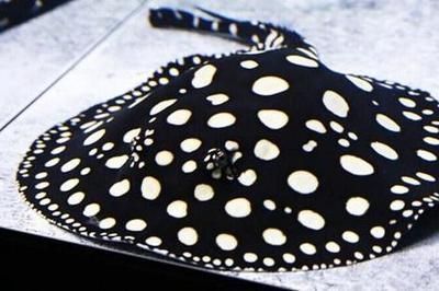 龍魚所有品種名稱，龍魚品種名稱：亞洲龍魚與紅龍魚的區別，銀龍魚的區別