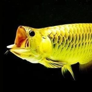龍魚如何訓食：龍魚的訓食技巧