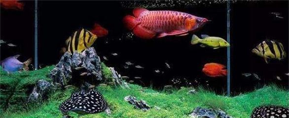 三條龍魚三條虎魚風水：三條龍魚三條虎魚的風水講究