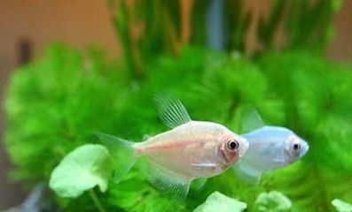 60小缸養(yǎng)龍魚(yú)成功案例（60厘米的小缸養(yǎng)龍魚(yú)怎么樣？）