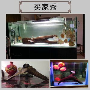 60小缸養(yǎng)龍魚(yú)成功案例（60厘米的小缸養(yǎng)龍魚(yú)怎么樣？）