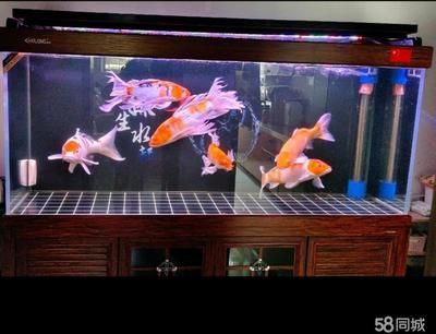 60小缸養(yǎng)龍魚(yú)成功案例（60厘米的小缸養(yǎng)龍魚(yú)怎么樣？）