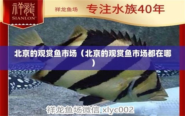 北京龍魚批發市場在哪里，北京龍魚批發市場