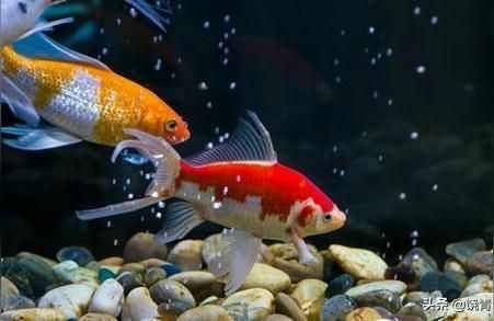 北京龍魚批發市場在哪里，北京龍魚批發市場