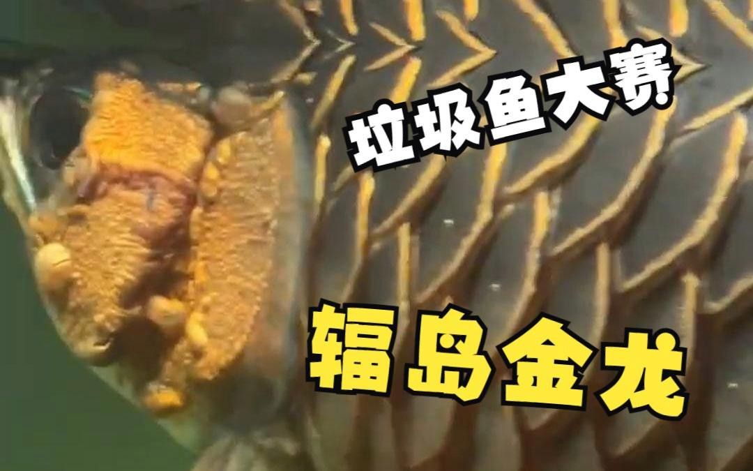 小金龍魚怎么飼養？ 小金龍魚怎么飼養？ 龍魚百科 第4張