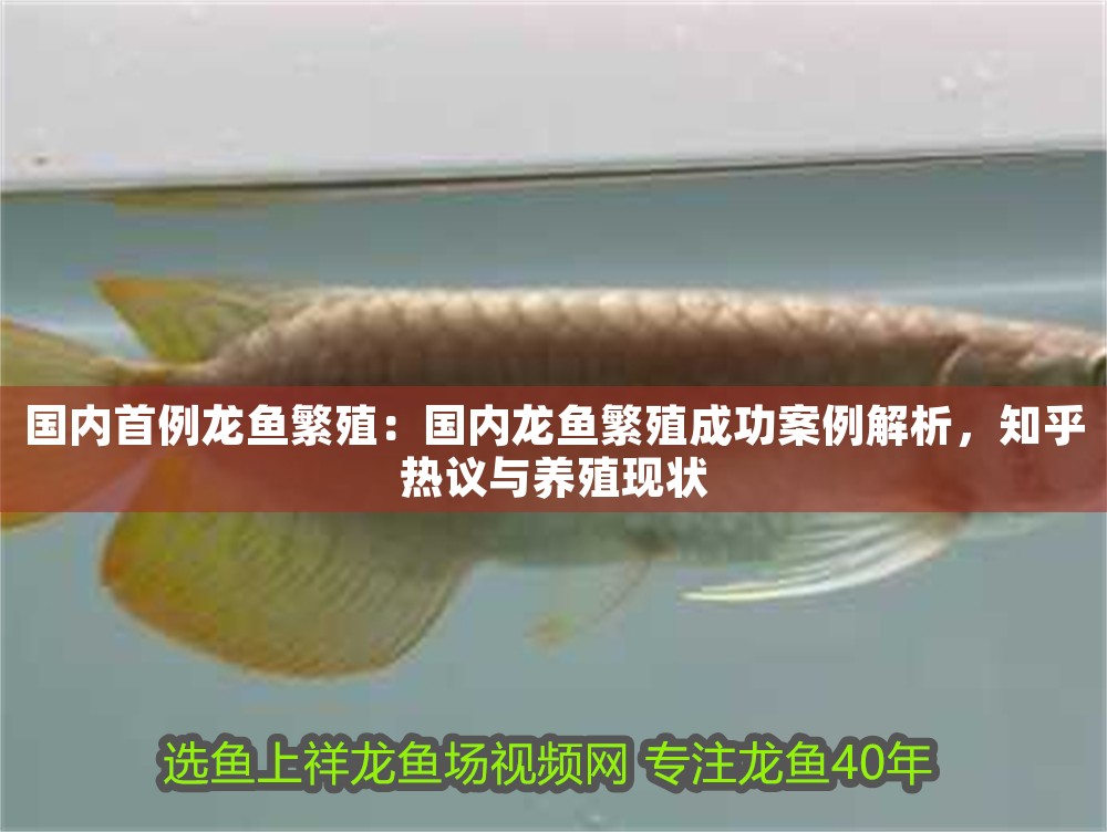 國(guó)內(nèi)首例龍魚(yú)繁殖：國(guó)內(nèi)龍魚(yú)繁殖成功案例解析，知乎熱議與養(yǎng)殖現(xiàn)狀