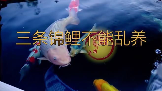 錦鯉養(yǎng)三條好還是六條好