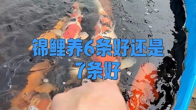 錦鯉養(yǎng)三條好還是六條好