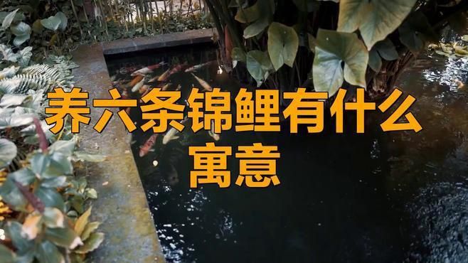 錦鯉養(yǎng)三條好還是六條好