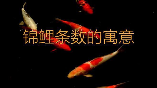 錦鯉養(yǎng)三條好還是六條好