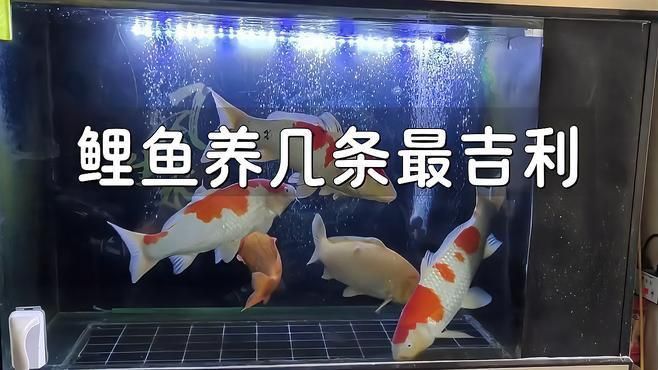 錦鯉養(yǎng)三條好還是六條好