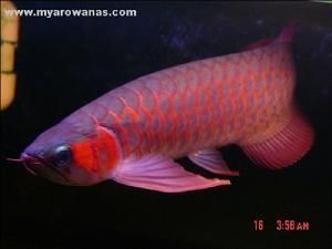 龍魚開口了應該就沒問題了吧英文