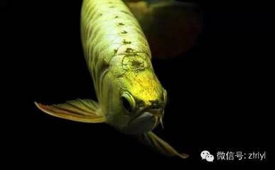 龍魚開口了應該就沒問題了吧英文