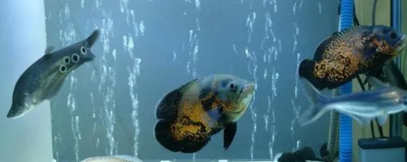 龍魚凍了怎么救：龍魚凍了怎么辦