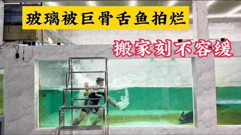 愛養(yǎng)魚龍龍在哪個平臺發(fā)布作品？