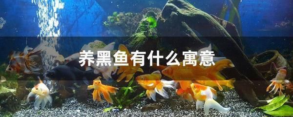 雷龍魚能和錦鯉混養么，雷龍魚與錦鯉混養可行性分析