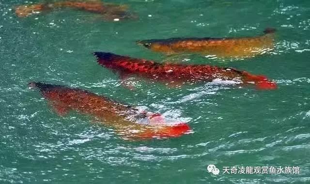 龍魚開燈不動關燈就到處游的原因分析（為什么龍魚在開燈時保持靜止、關燈后變得活躍？） 龍魚開燈不動關燈就到處游的原因分析（為什么龍魚在開燈時保持靜止、關燈后變得活躍？） 龍魚百科 第2張