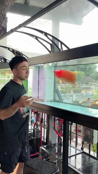 金龍魚5度會不會死【如何判斷金龍魚是否會死】 金龍魚5度會不會死【如何判斷金龍魚是否會死】 龍魚百科 第1張